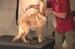 teaching your dog to sit and stay